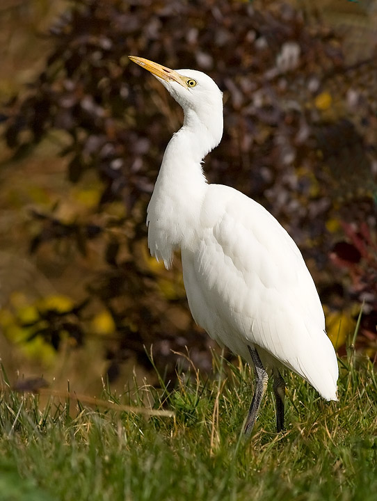 Cattle Egret