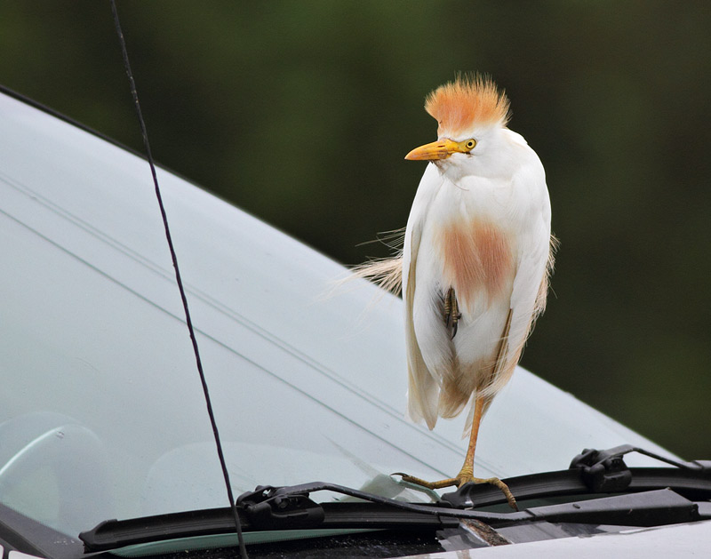 Cattle Egret