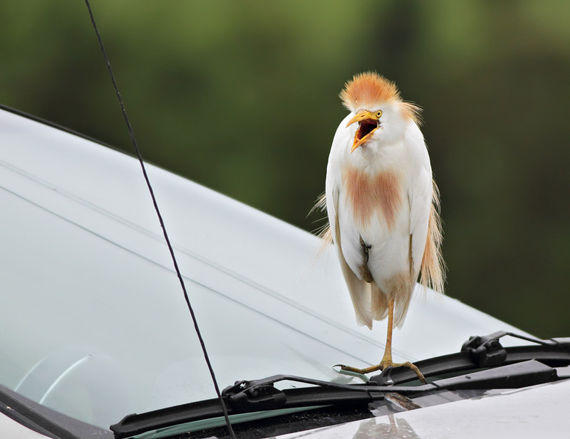 Cattle Egret