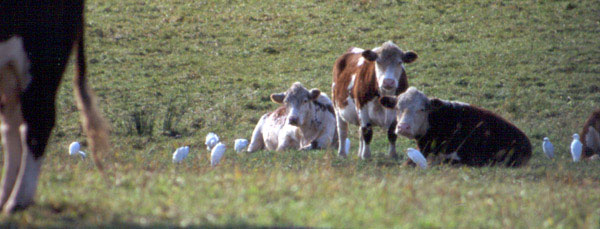 Cattle Egret