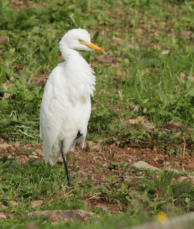 Cattle Egret