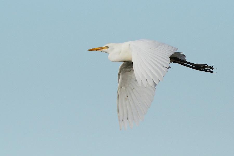 Cattle Egret