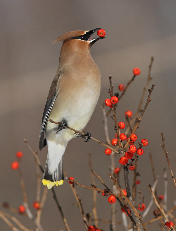 Cedar Waxwing