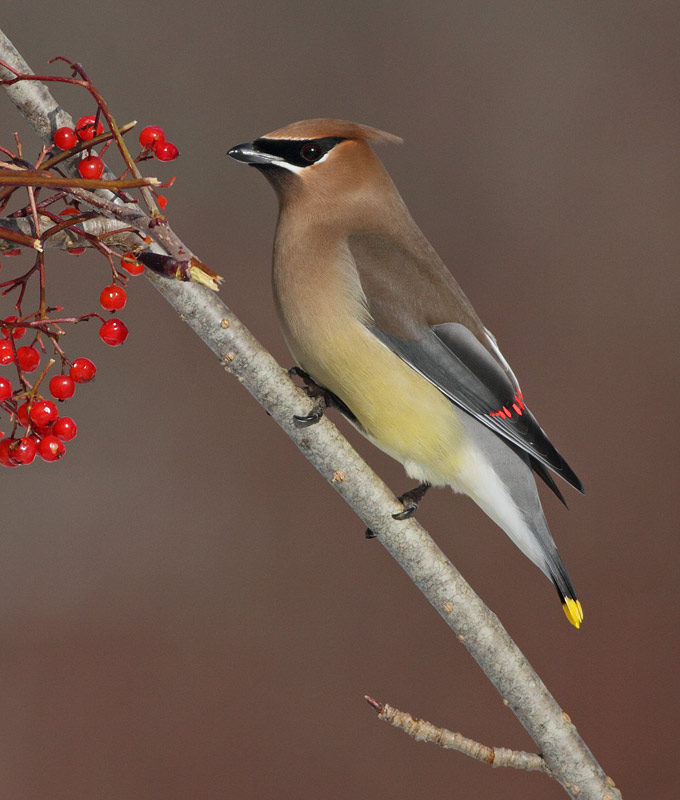 Cedar Waxwing