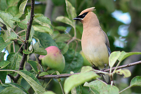 Cedar Waxwing