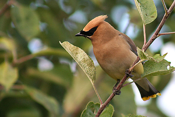 Cedar Waxwing