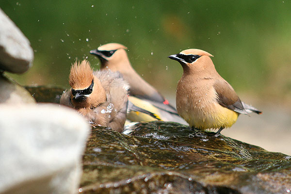 Cedar Waxwing