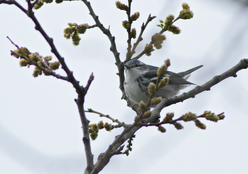 Cerulean Warbler