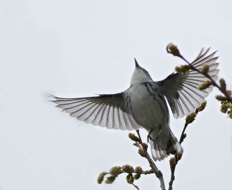 Cerulean Warbler