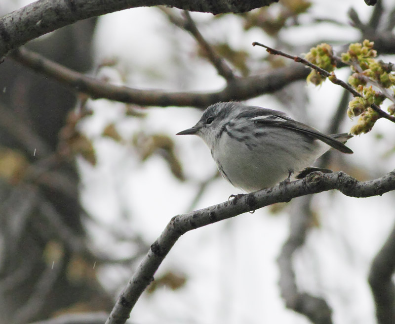 Cerulean Warbler