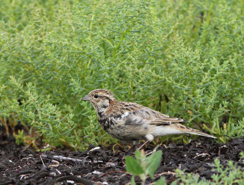 Chestnut-collared Longspur