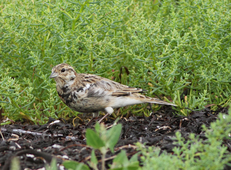 Chestnut-collared Longspur
