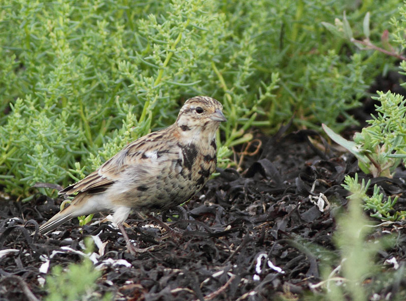 Chestnut-collared Longspur