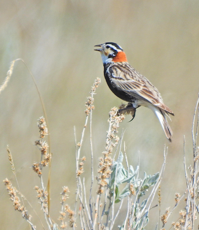 Chestnut-collared Longspur