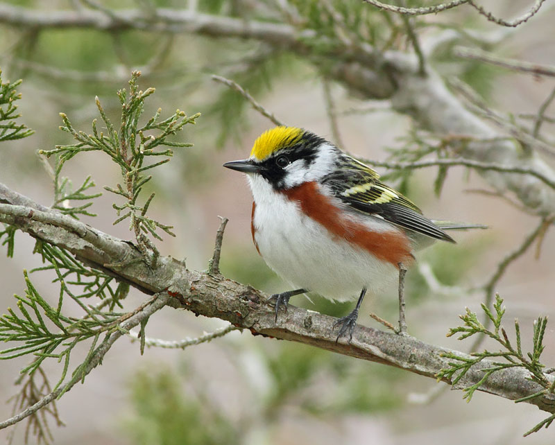 Chestnut-sided Warbler