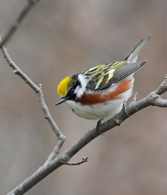 Chestnut-sided Warbler