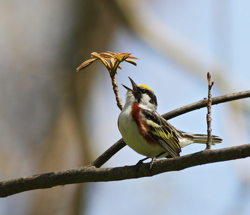 Chestnut-sided Warbler