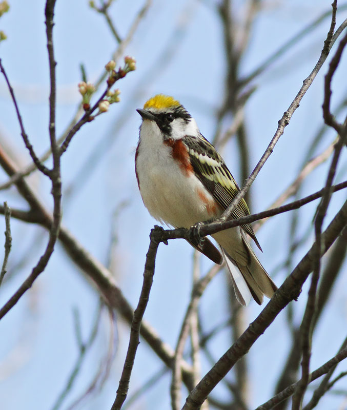 Chestnut-sided Warbler