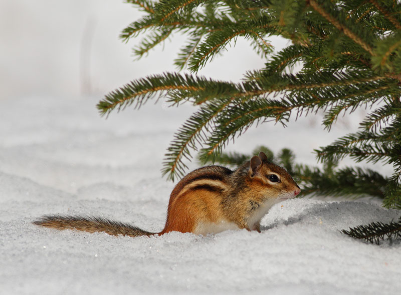 Chipmunk