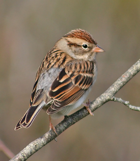 Chipping Sparrow
