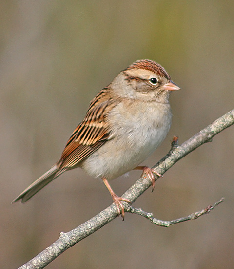 Chipping Sparrow