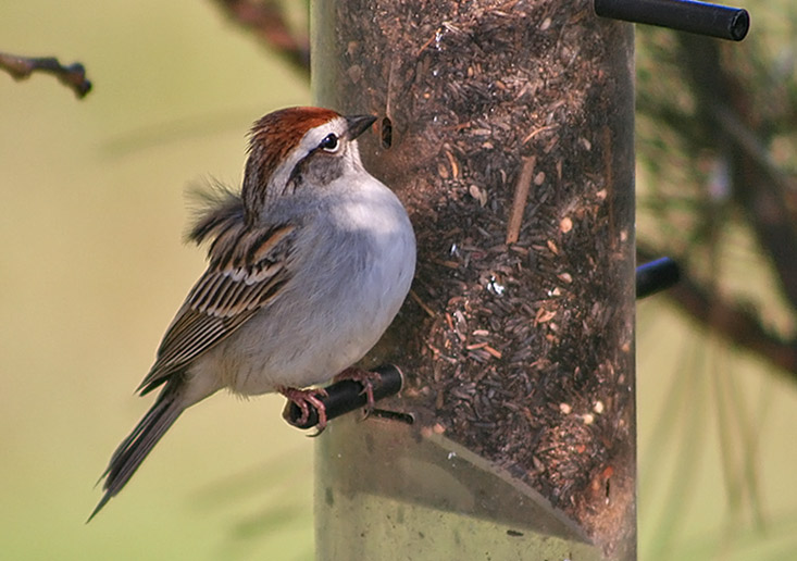 Chipping Sparrow