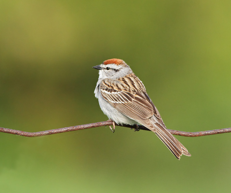 Chipping Sparrow