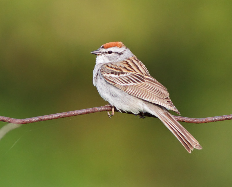 Chipping Sparrow