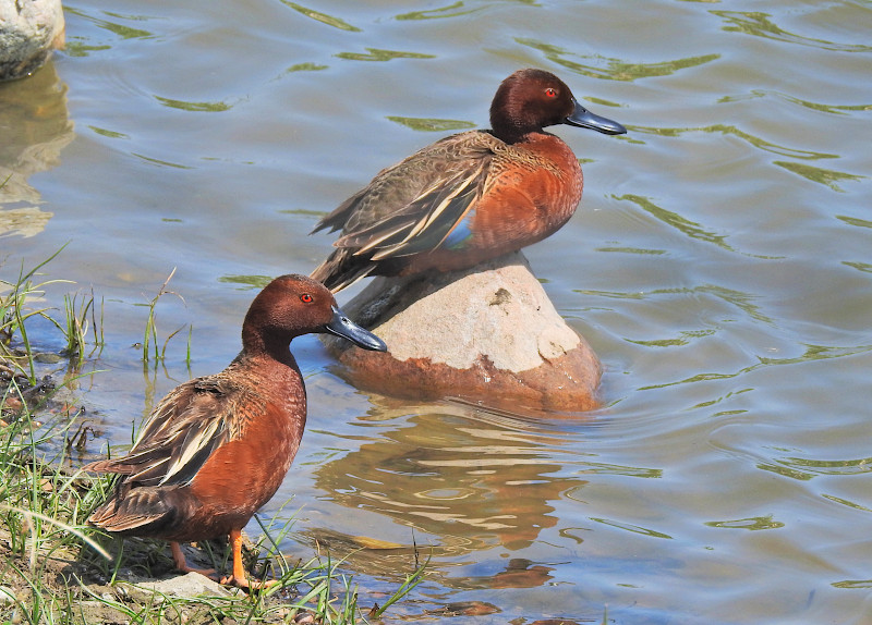 Cinnamon Teal