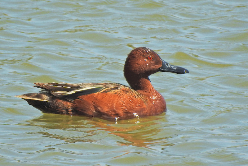 Cinnamon Teal
