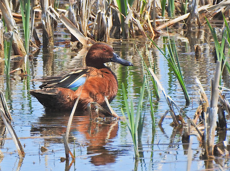 Cinnamon Teal