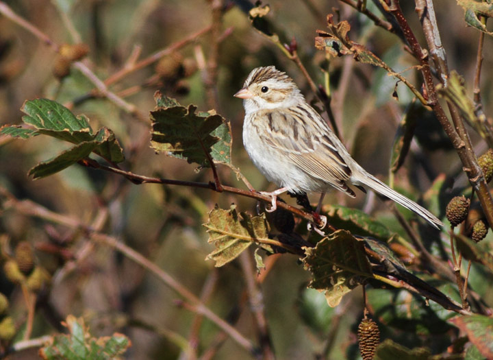 Clay-colored Sparrow