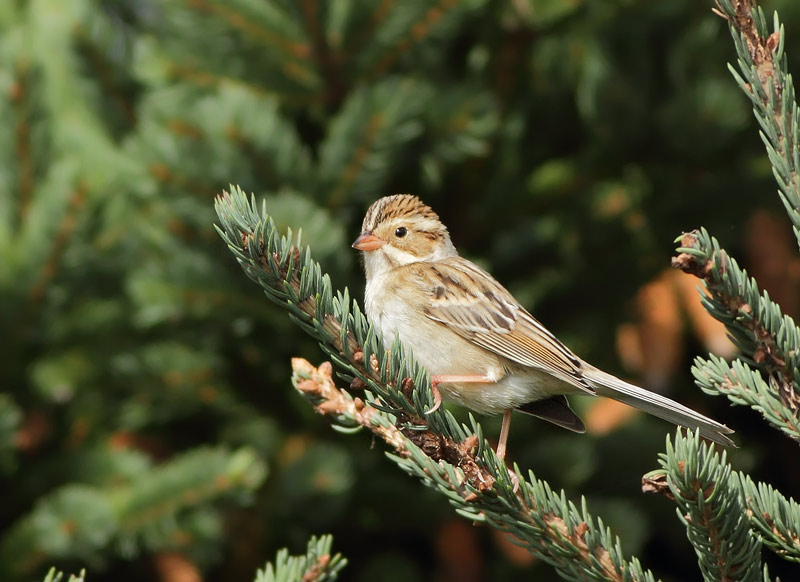 Clay-colored Sparrow