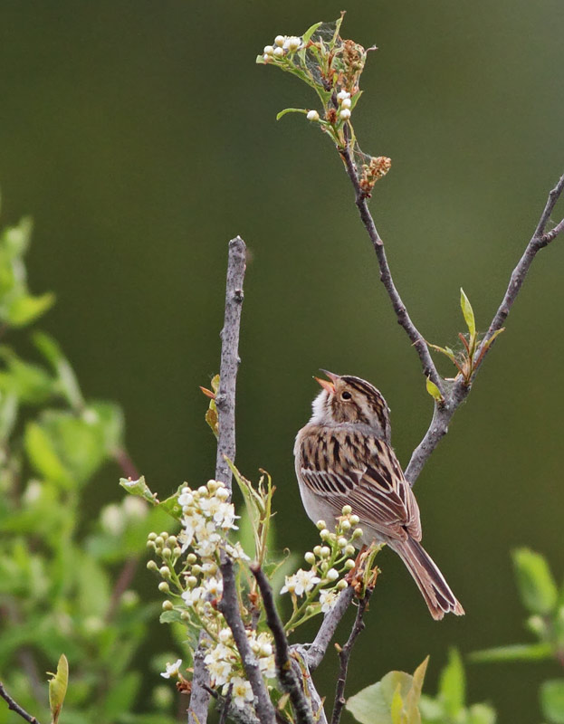 Clay-colored Sparrow