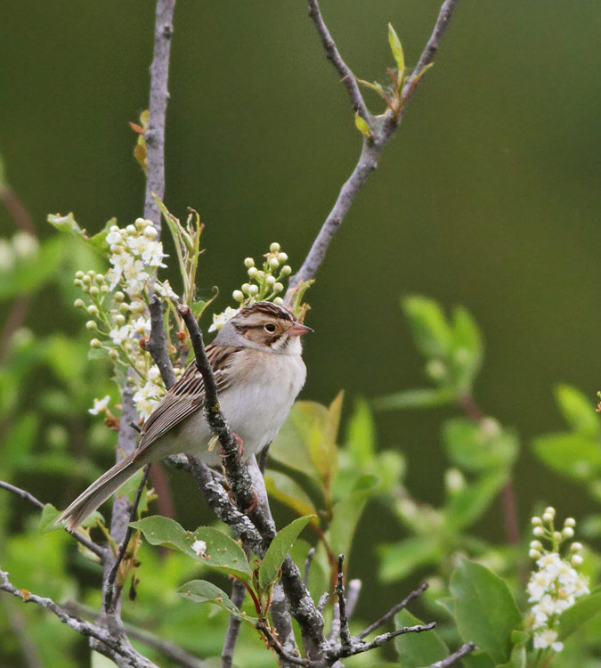 Clay-colored Sparrow