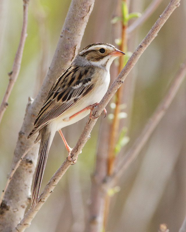 Clay-colored Sparrow