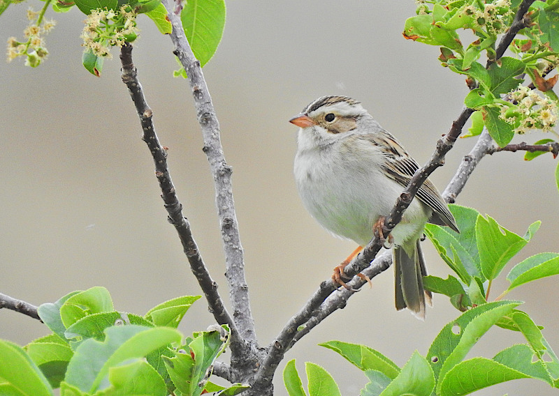 Clay-colored Sparrow