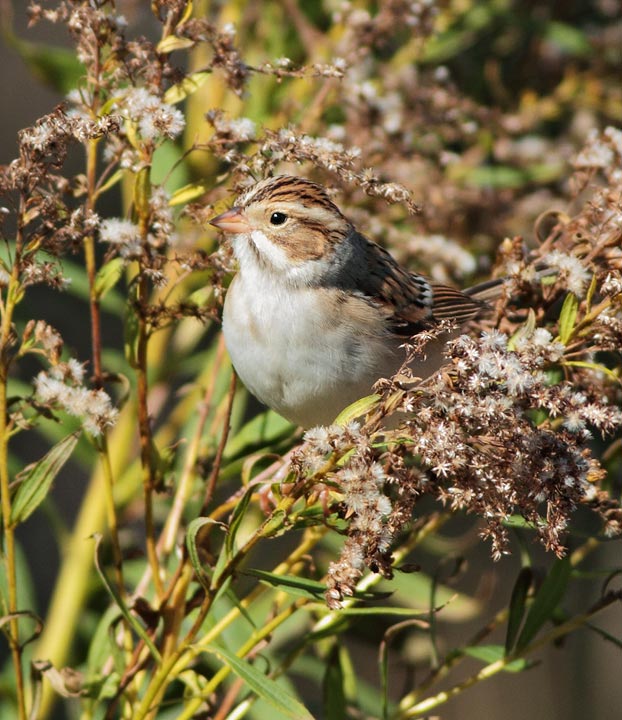 Clay-colored Sparrow