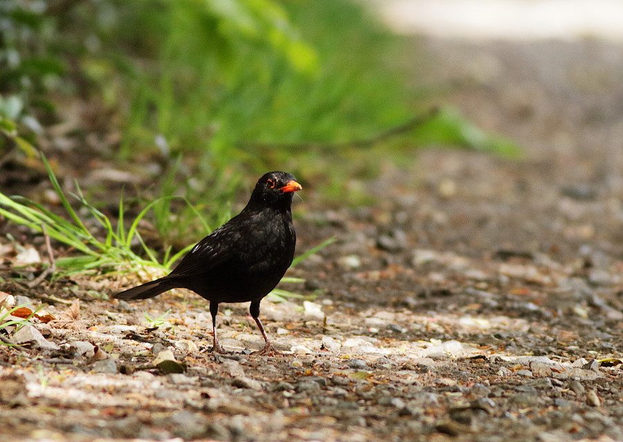 Common Blackbird