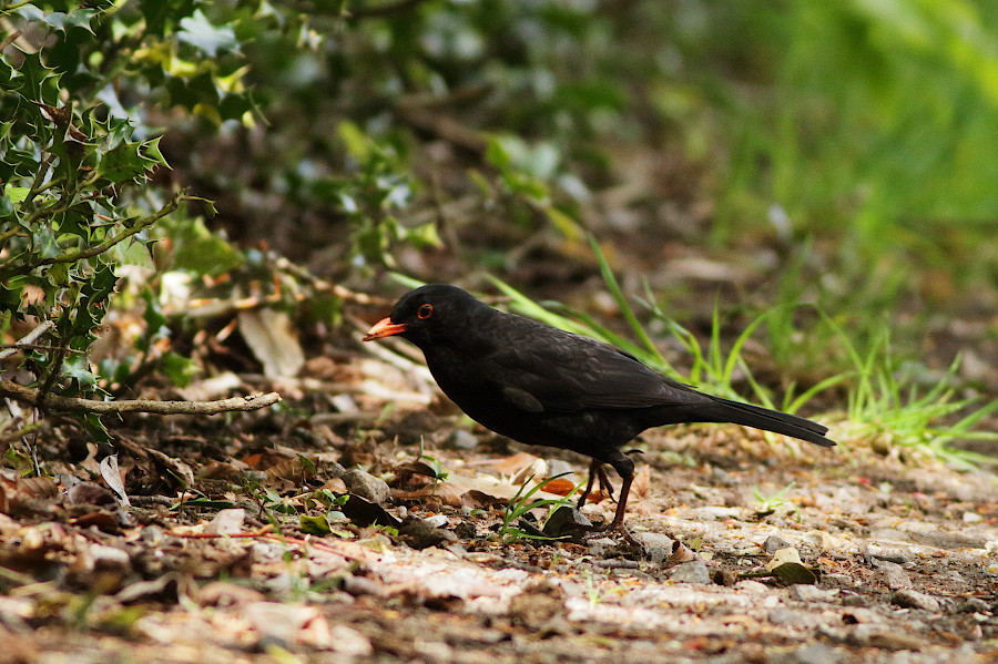 Common Blackbird