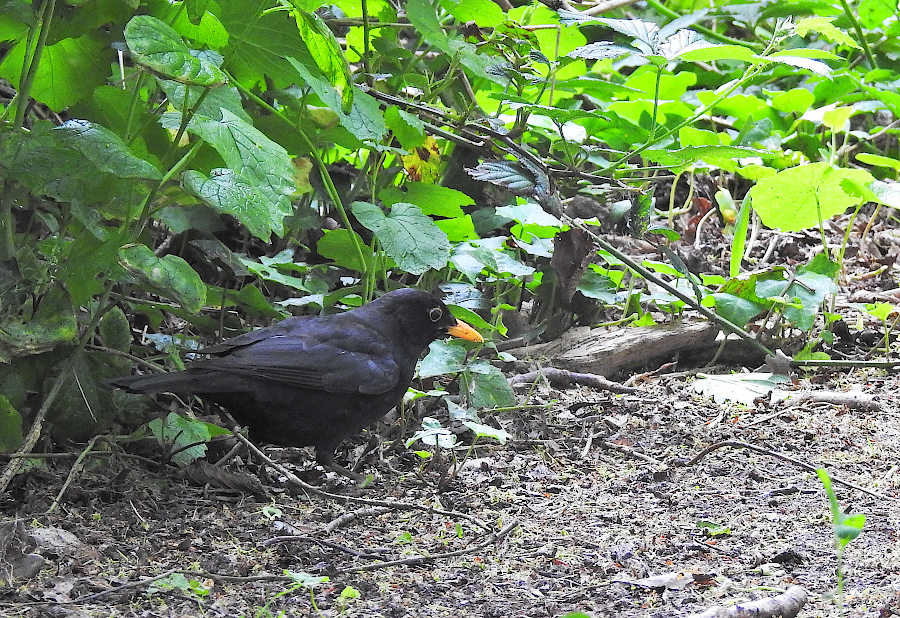 Common Blackbird