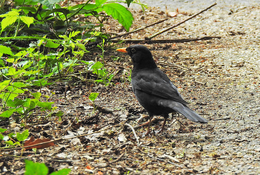 Common Blackbird