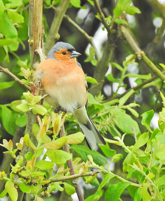 Common Chaffinch