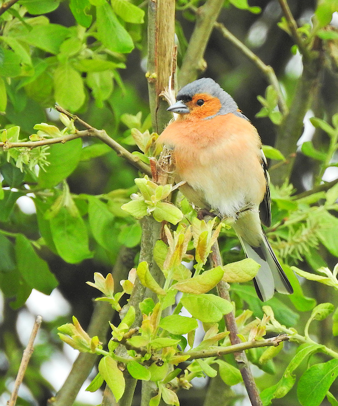 Common Chaffinch