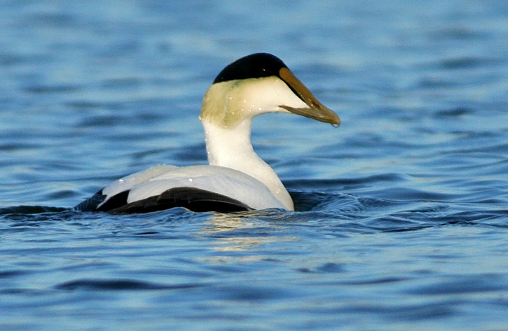Common Eider
