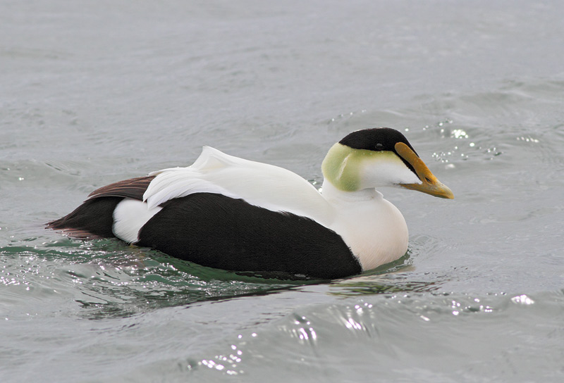 Common Eider