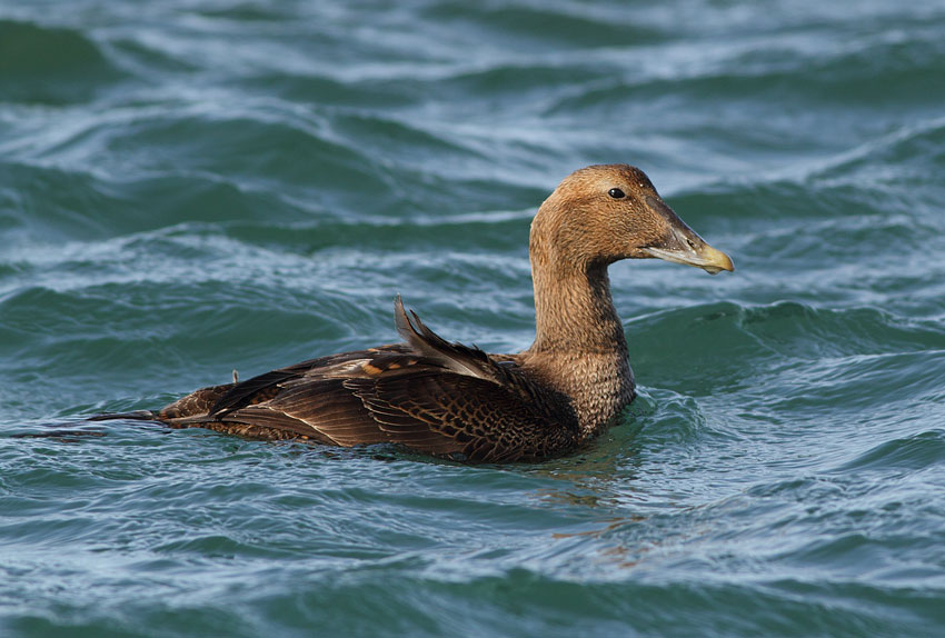 Common Eider