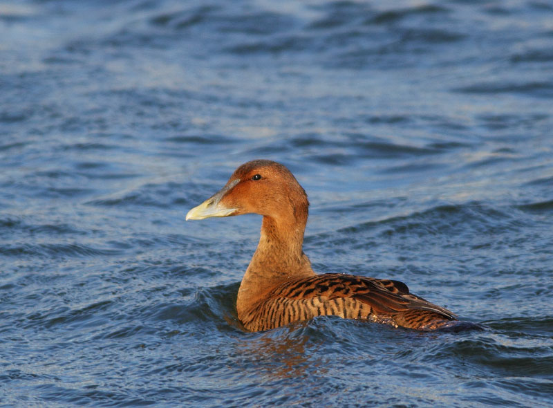Common Eider