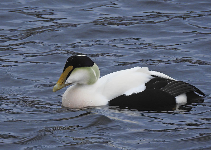 Common Eider