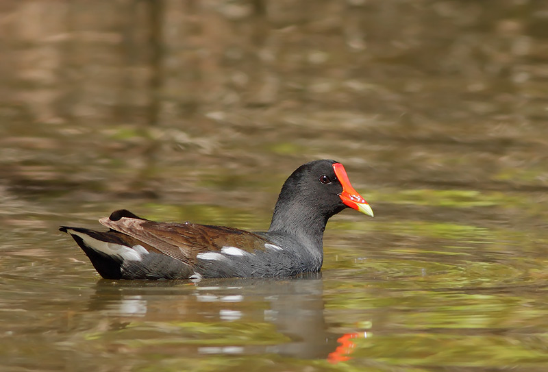 Common Gallinule